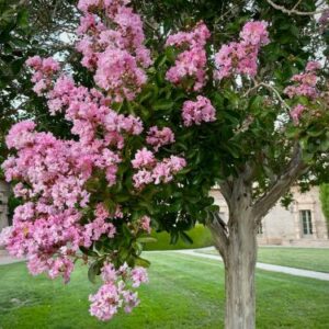 Lagerstroemia indica s ružovými kvetmi v lete