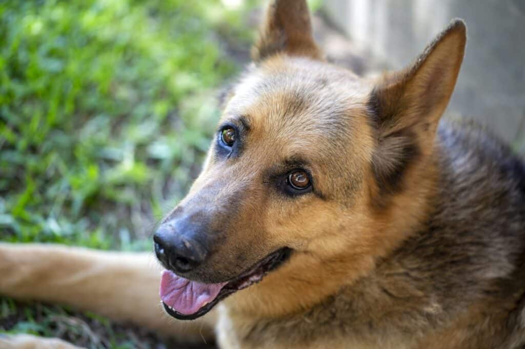 pet animal german wolf dog in garden 1 1