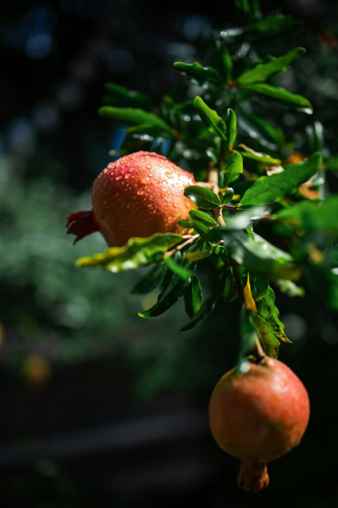 granátové jablko - orosené granátové jablko při jarním ránu.