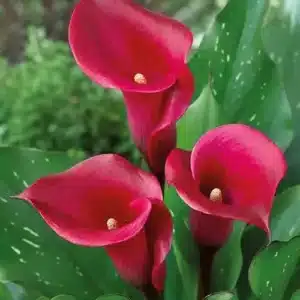 Drei kräftig rote Callas mit gefleckten Blättern