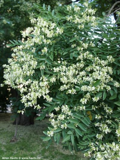 Sophora japonica Regent - jerlín japonský