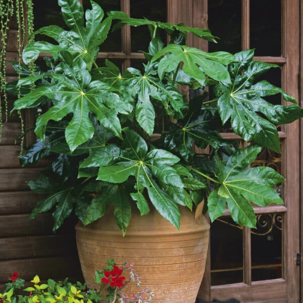 Fatsia japonica s veľkými dlaňovito laločnatými lesklými listami v kvetináči