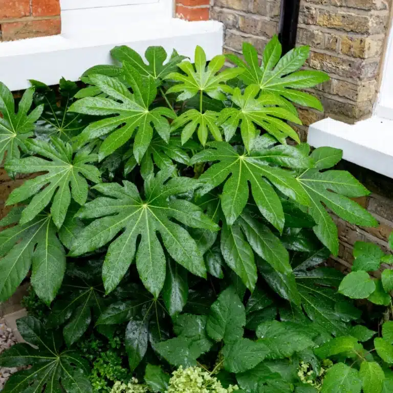 Fatsia japonica vysadená do pôdy pri stene ako vonkajší stálozelený ker