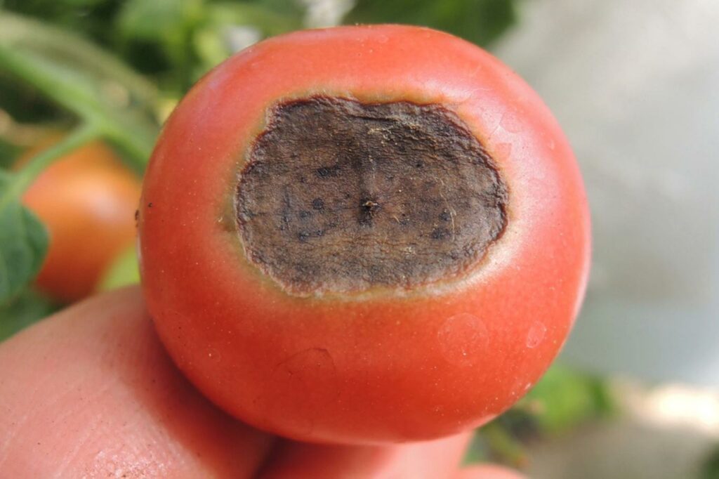 rajče - skvrna na rajčeti způsobená nedostatkem vápníku.