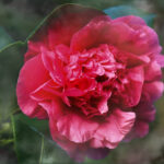gardenia -přiblížená fotka červeného květu.