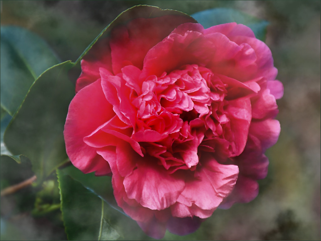 gardenia -přiblížená fotka červeného květu.