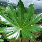 lesklý list rostliny Fatsia japonica