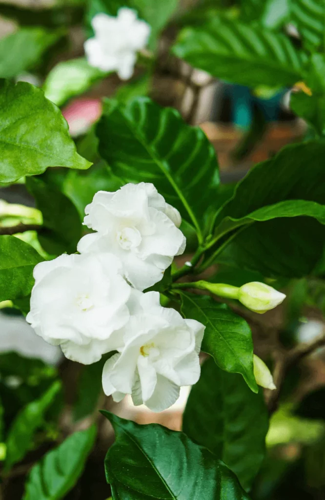 gardenia - právě kvetoucí zdravá rostlina.