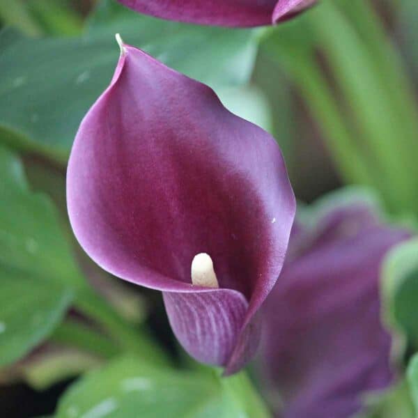 Nahaufnahme einer dunkelpurpurnen Calla-Blüte