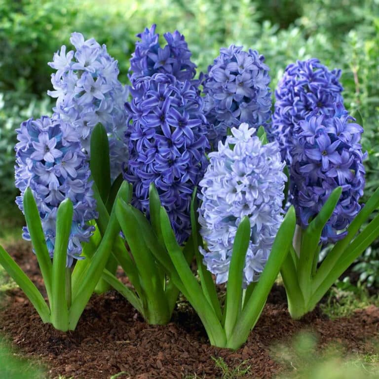 Hyacinthus orientalis Delfler Blau s hustými hrozy modrých květů