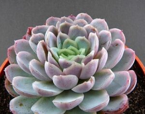 Echeverie (Echeveria)