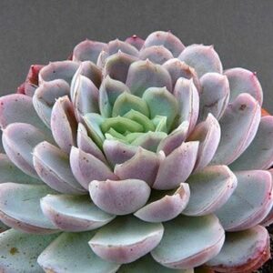 Echeverie (Echeveria)