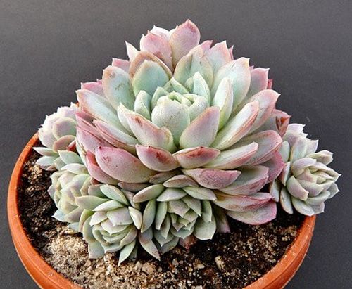 Echeveria v kvetináči s modrozelenou ružicou listov