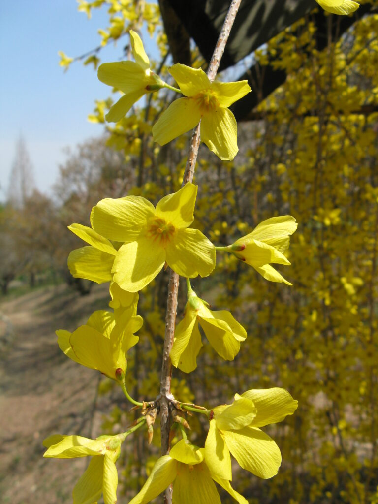 forzýtie - větvička ze které rostou žluté květy.
