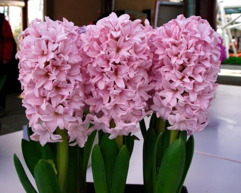 Hyacinthus orientalis Hybrid