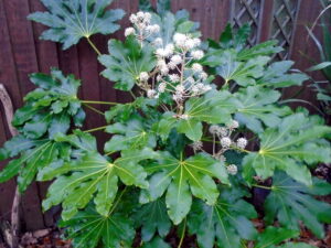 Old Fatsia japonica with blosems