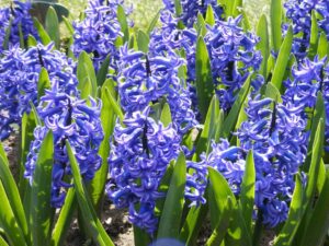 Vodní rostliny: pěstování, péče a výběr druhů pro zahradní jezírko 13 Hyacint (Hyacinthus orientalis)