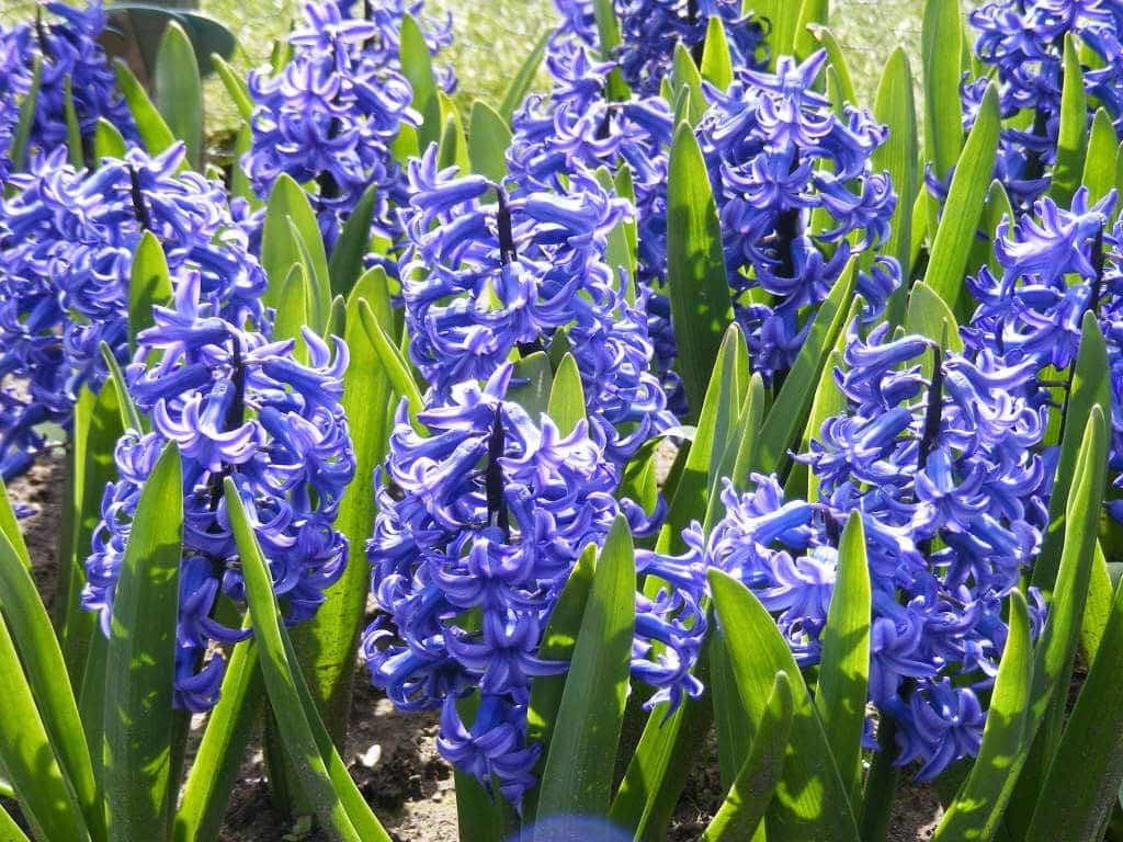 Hyacinthus orientalis Ostra