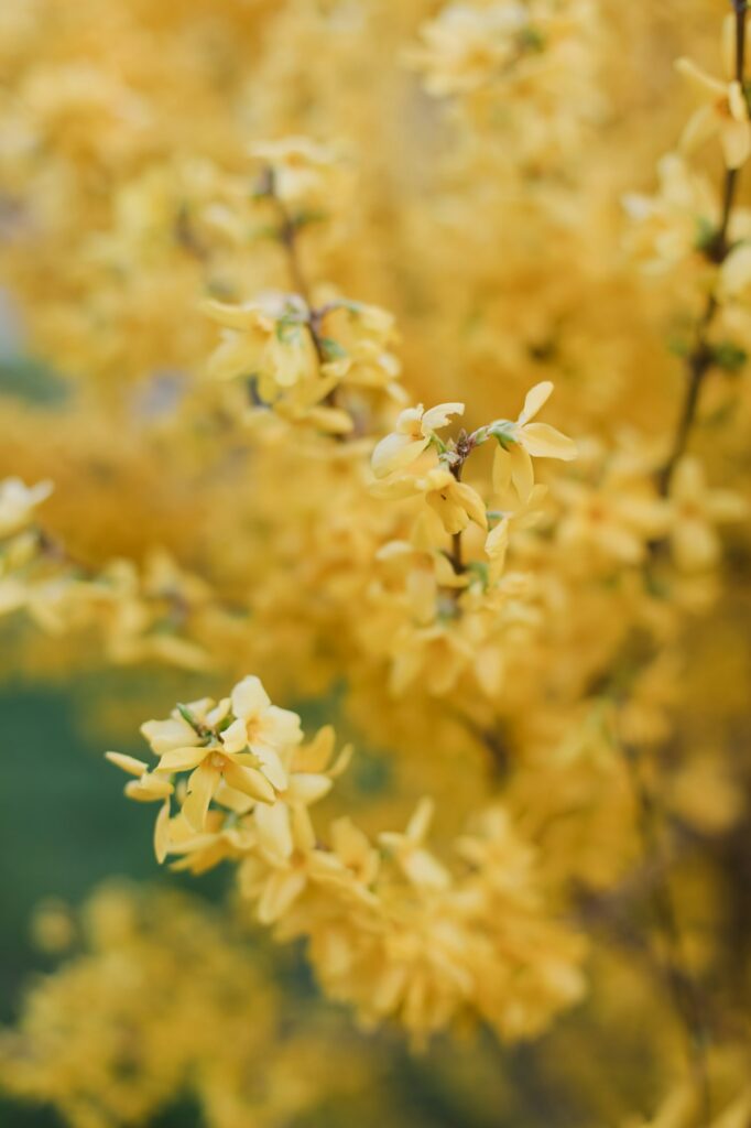 forzýtie - rozkvetlý keř s krásnými žlutými květy.
