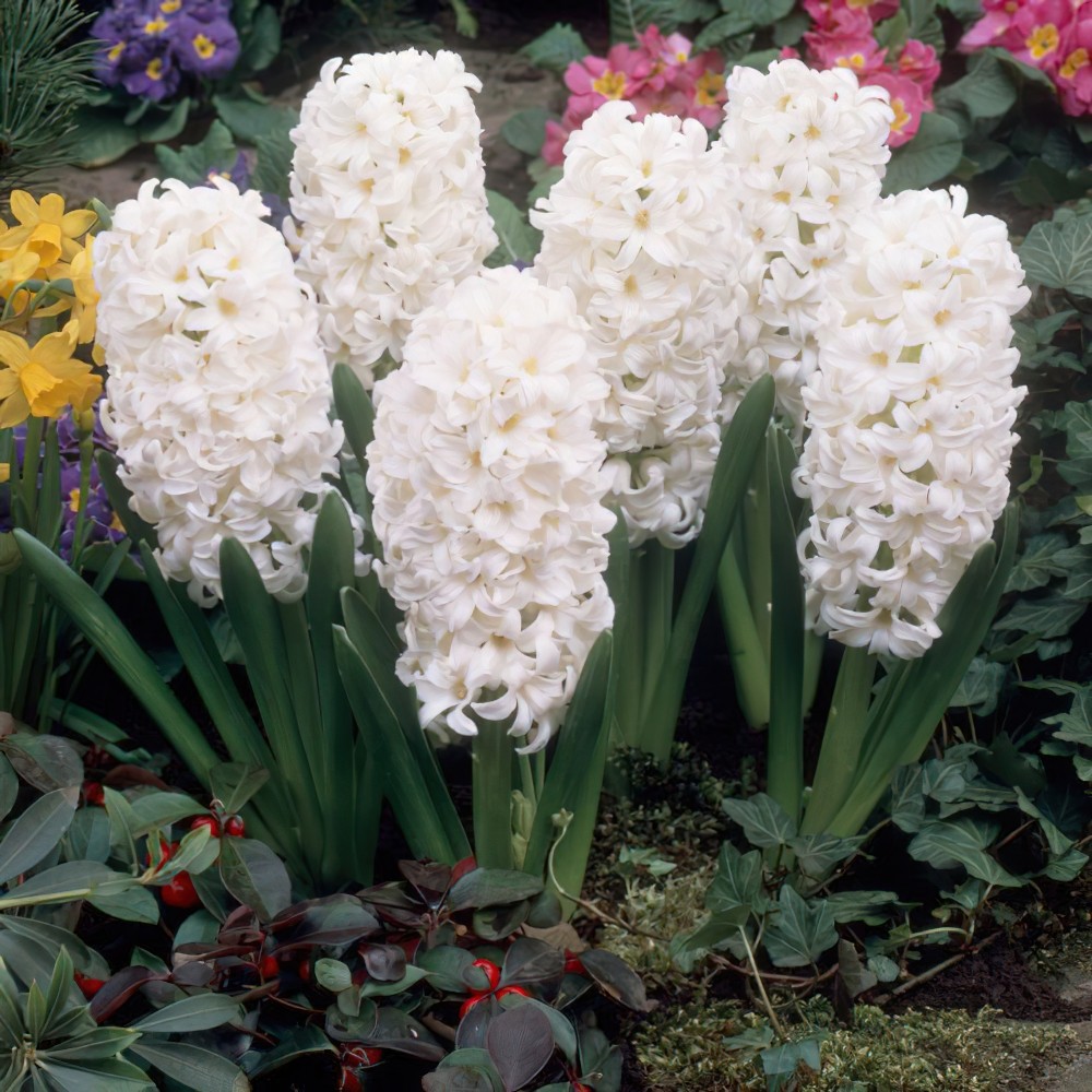 Hyacinthus orientalis Carnegie