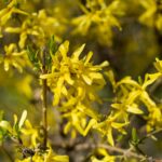 closeup of forsythia flowering bush yellow spring flowers 1