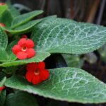 flame violet or episcia cupreata flowers close up red flowers on green leaves in pot in garden with morning light the side of red flower bush free photo 1 1