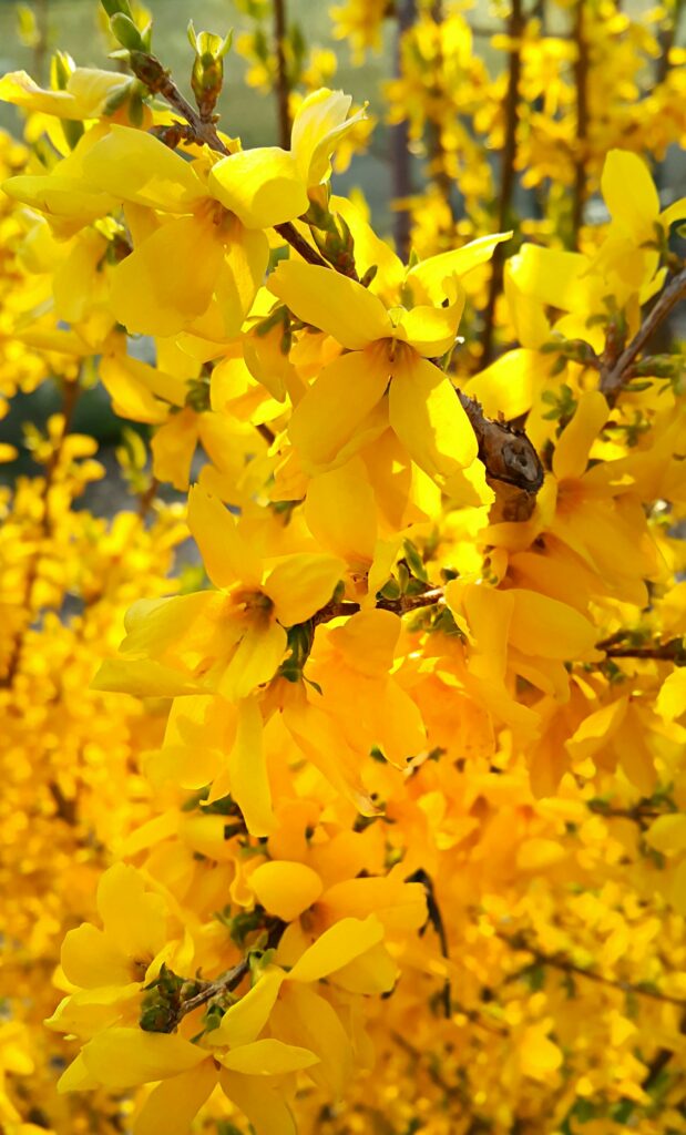 forzýtie - detailnější pohled na žlutý květy této rostliny