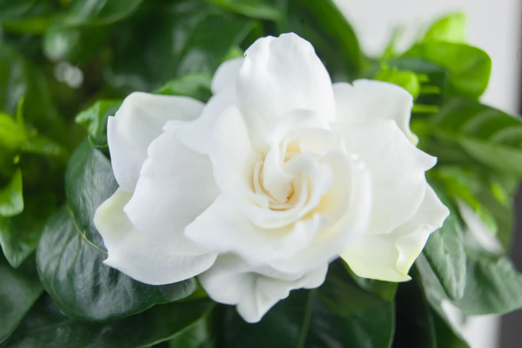 gardenia - bílý květ kvetoucí na pozadí z lístku této rostliny.