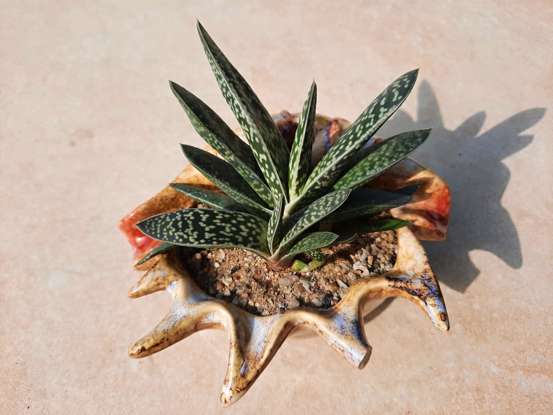 Gasteria zasadená v ozdobnom kvetináči