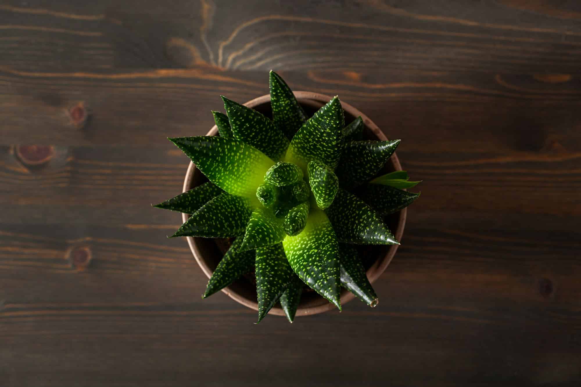 Gasteria pri pohľade zhora