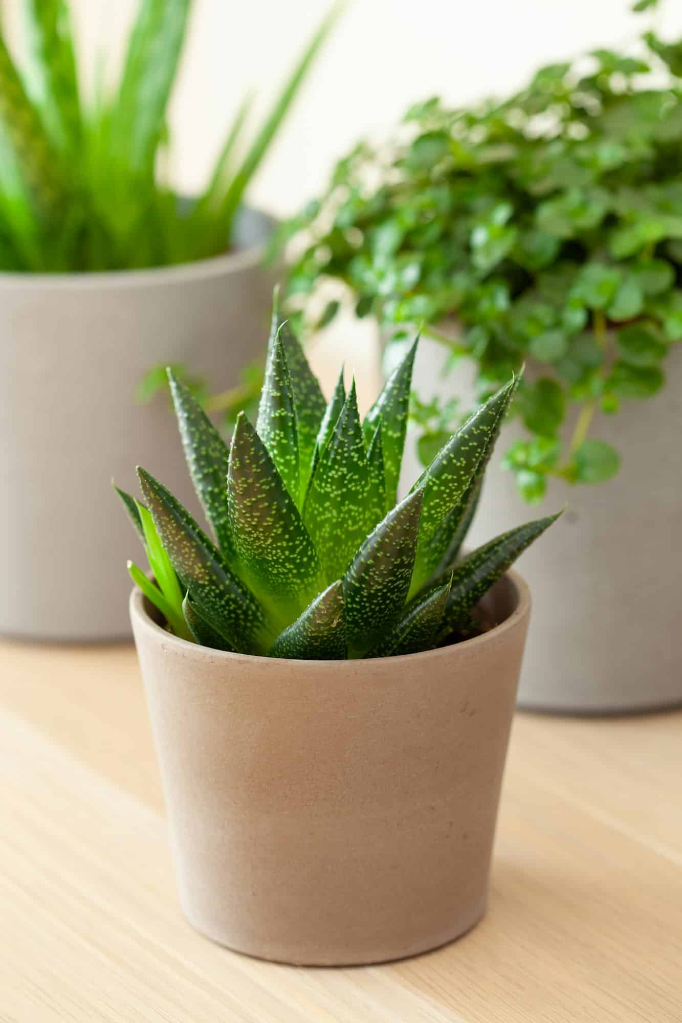 Zbierka izbových rastlín: kaktus, aloe vera, gasteria a pilea v kvetináčoch