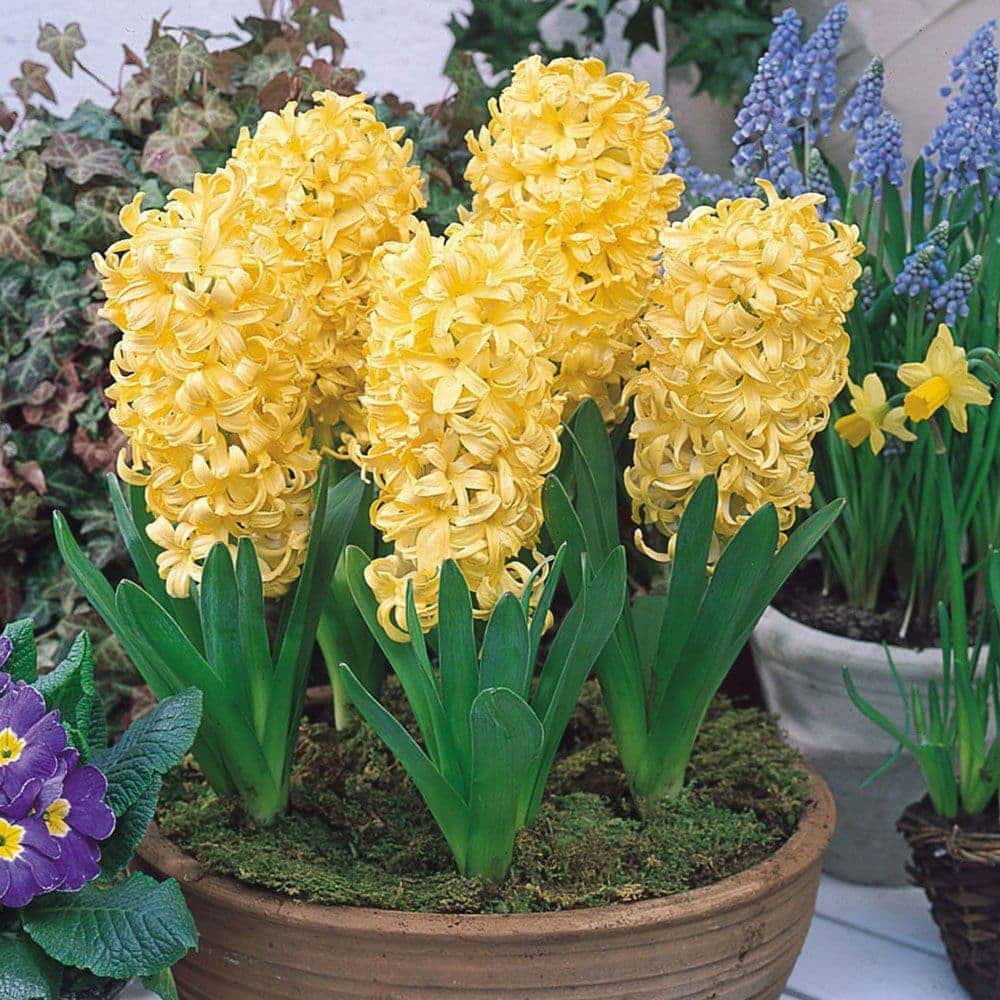 Hyacinthus orientalis City of Harlem