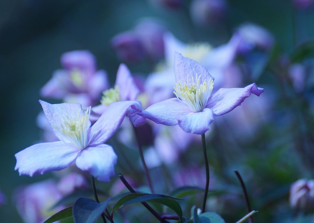 flox - detailnější fotka zaměřená na květ rostliny.