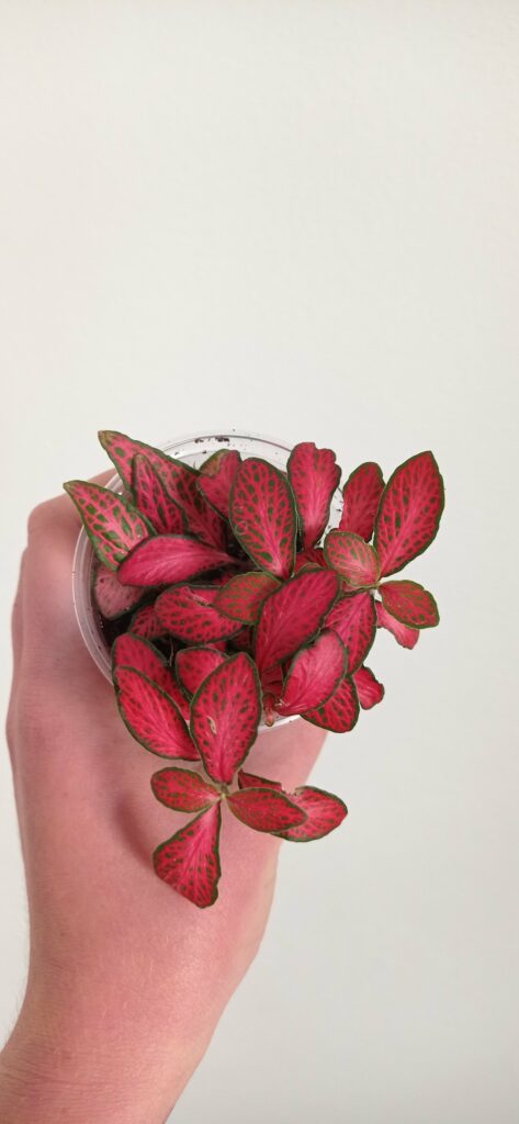 fitonie - malá rostlinka vsazená do květináče držená v ruce.