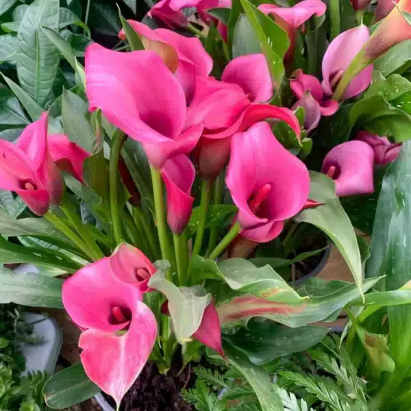 Rosa Callas der Sorte Captain Samba, aus einer Knolle gezogen