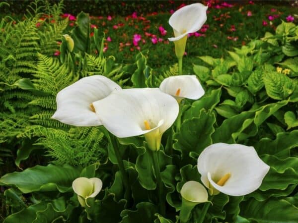 Weiße Callas blühen im Gartenbeet