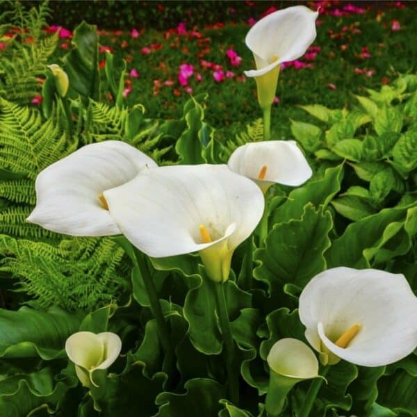 Weiße Callas im Beet im Garten
