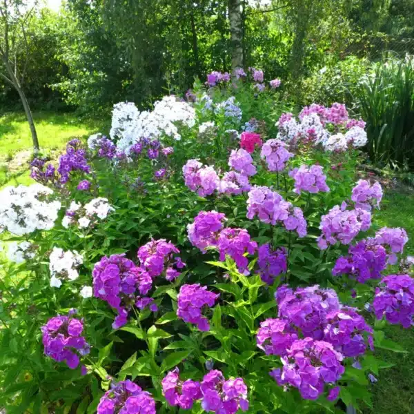 Flox 2 Záhon plamenky latnaté (Phlox paniculata) ve směsi bílých, růžových a fialových odrůd