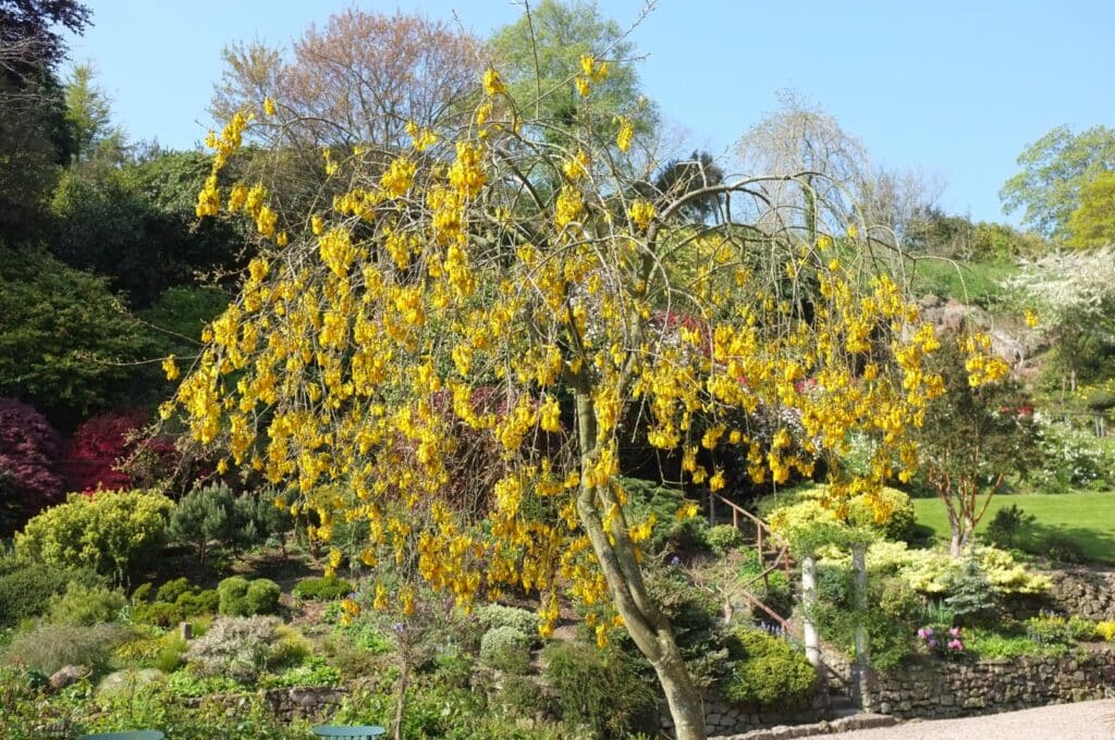 Jerlín čtyřkřídlý (Sophora tetraptera)​