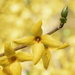 yellow forsythia intermedia karl sax 1 1