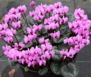 Brambořík Cyclamen coum