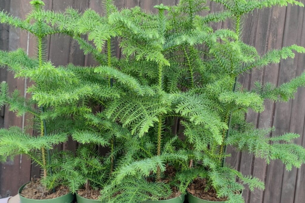 Araucaria heterophylla
