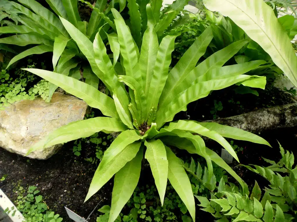 Asplenium nidus 2