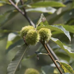 Castanea sativa Sweet chestnut Giresun 2016 01 2