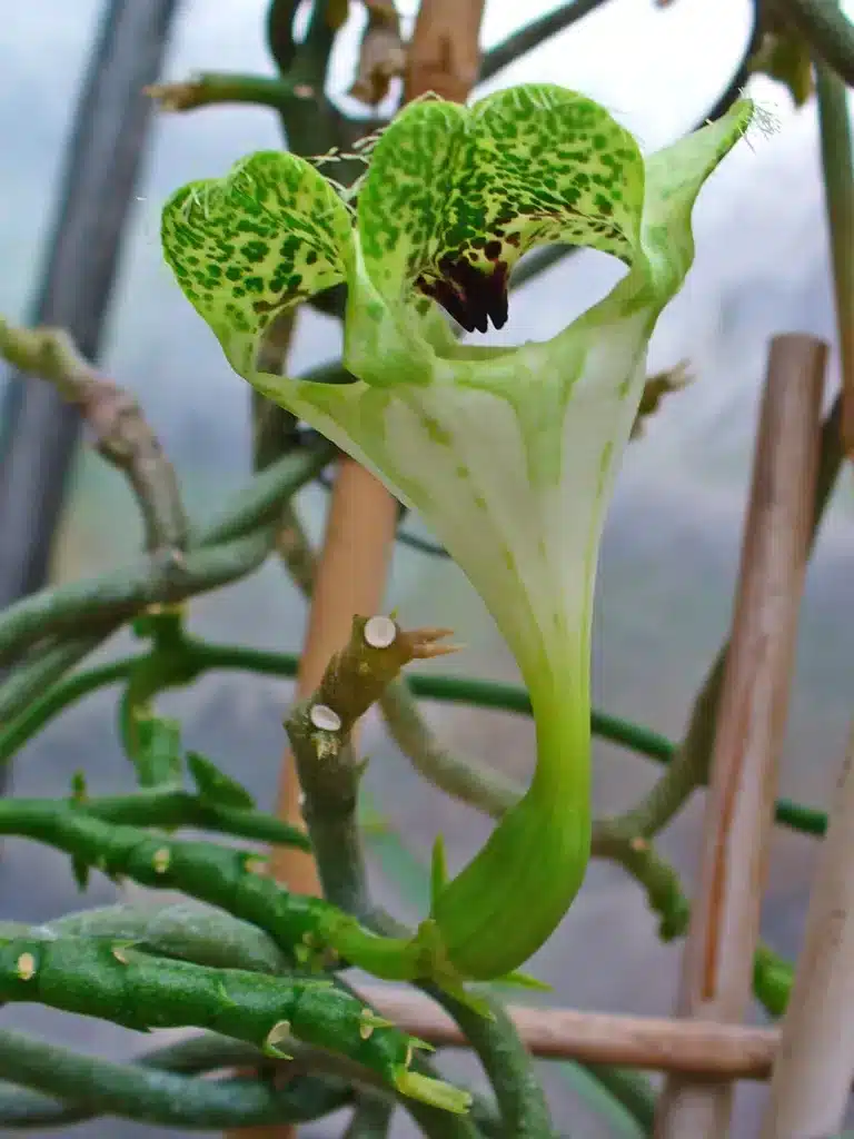 Ceropegia sandersonii 002