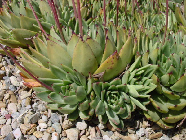 Echeveria agavoides so špicatými listami pripomínajúcimi agáve