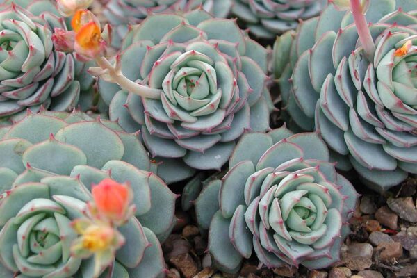Echeveria derenbergii s červeno lemovanými ojinenými listami