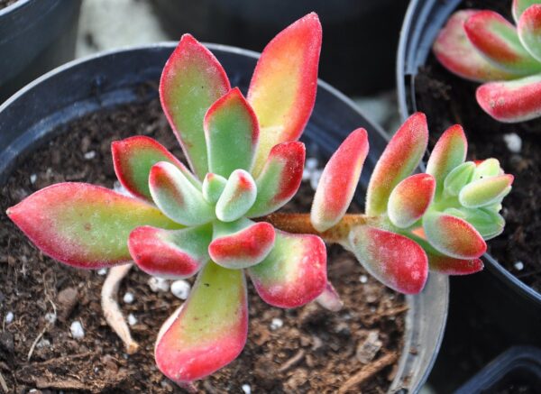 Echeveria pulvinata s bielo chlpatými listami a červenými okrajmi