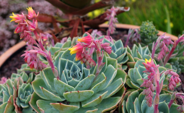 Echeveria secunda s modro ojinenými listami a purpurovými špičkami