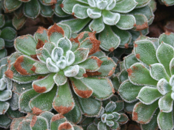 Echeveria setosa